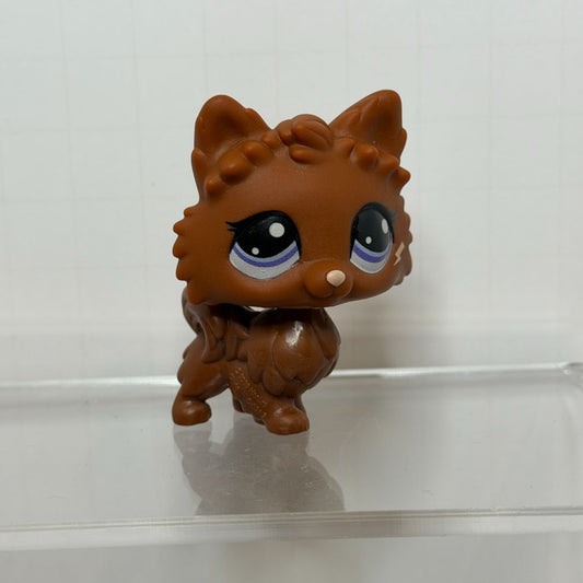 Brown Pomeranian #60