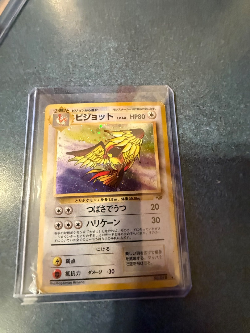 Japanese pigeot